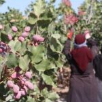 صادرات ۱۶۰ میلیون دلاری پسته خوشاب به کشورهای اروپایی و آسیایی