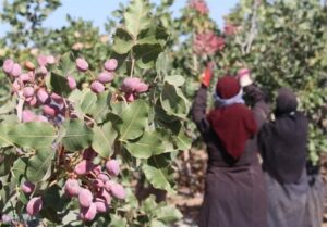 صادرات ۱۶۰ میلیون دلاری پسته خوشاب به کشورهای اروپایی و آسیایی