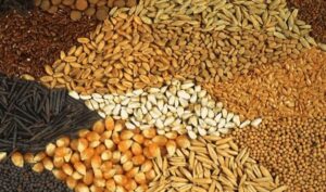 رتبه نخست چهارمحال و بختیاری در صادرات خوراک آبزیان